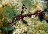 08_Ornate Ghostpipefish